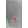 GRADE A3 - Montpellier MS148S 48cm Wide Static 50-50 Freestanding Fridge Freezer Silver
