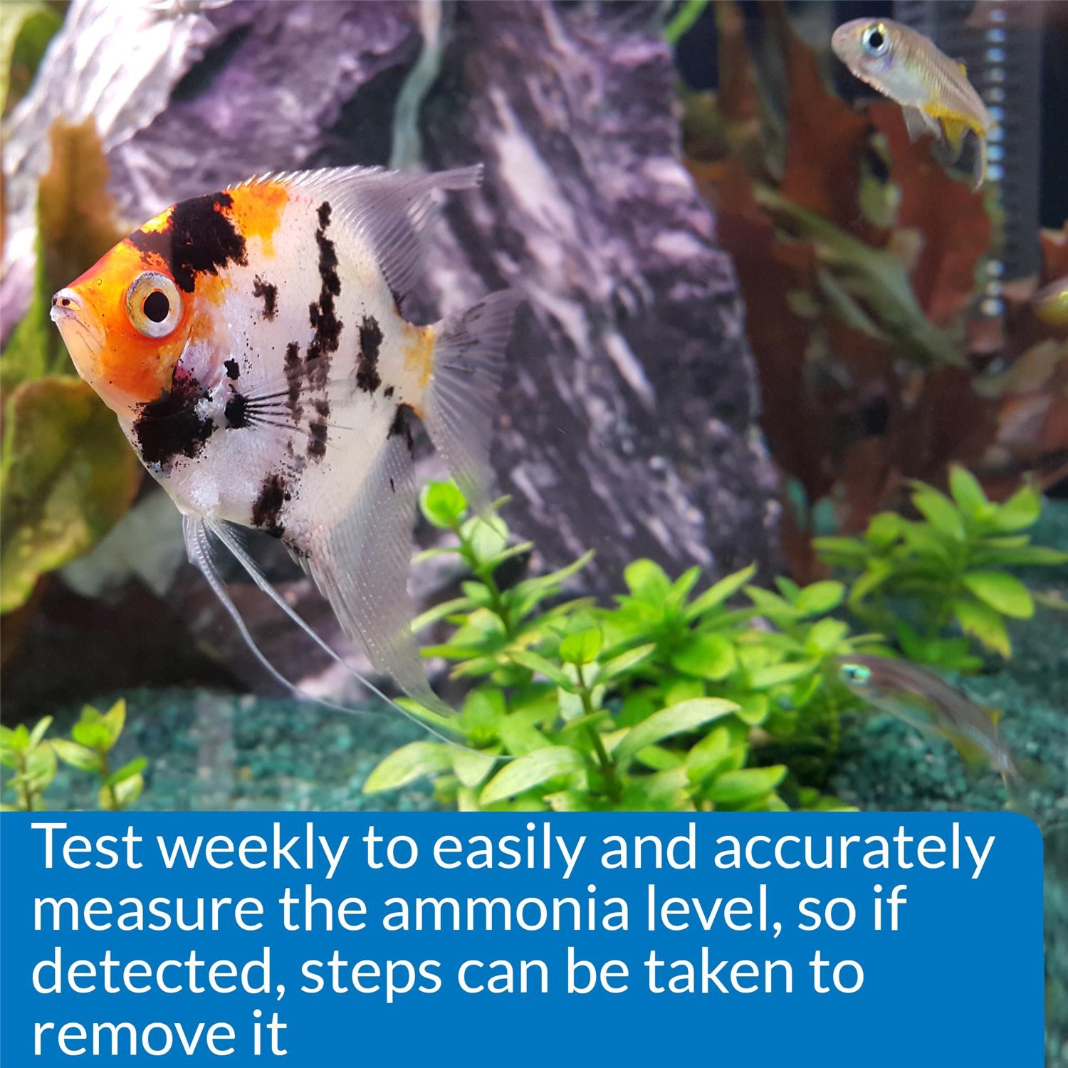 API Freshwaster And Saltwater Aquarium Test Kits - Picture 27 of 130