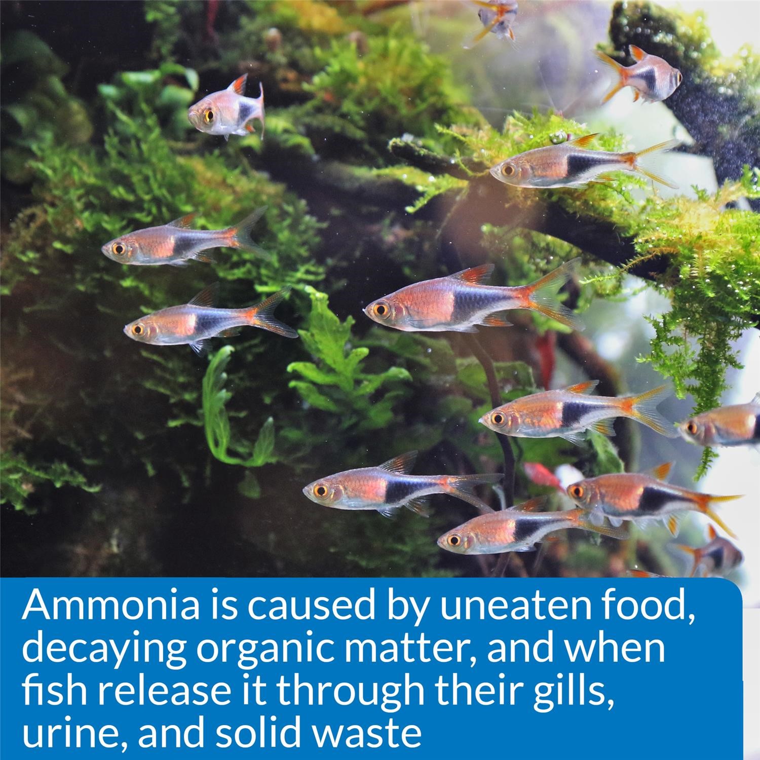 API Freshwaster And Saltwater Aquarium Test Kits - Picture 29 of 130