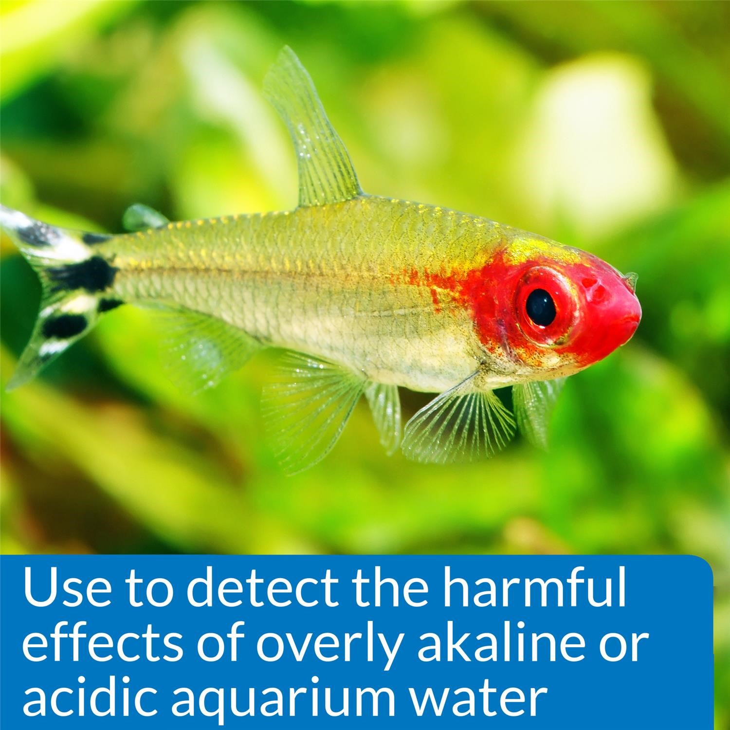 API Freshwaster And Saltwater Aquarium Test Kits - Picture 73 of 130