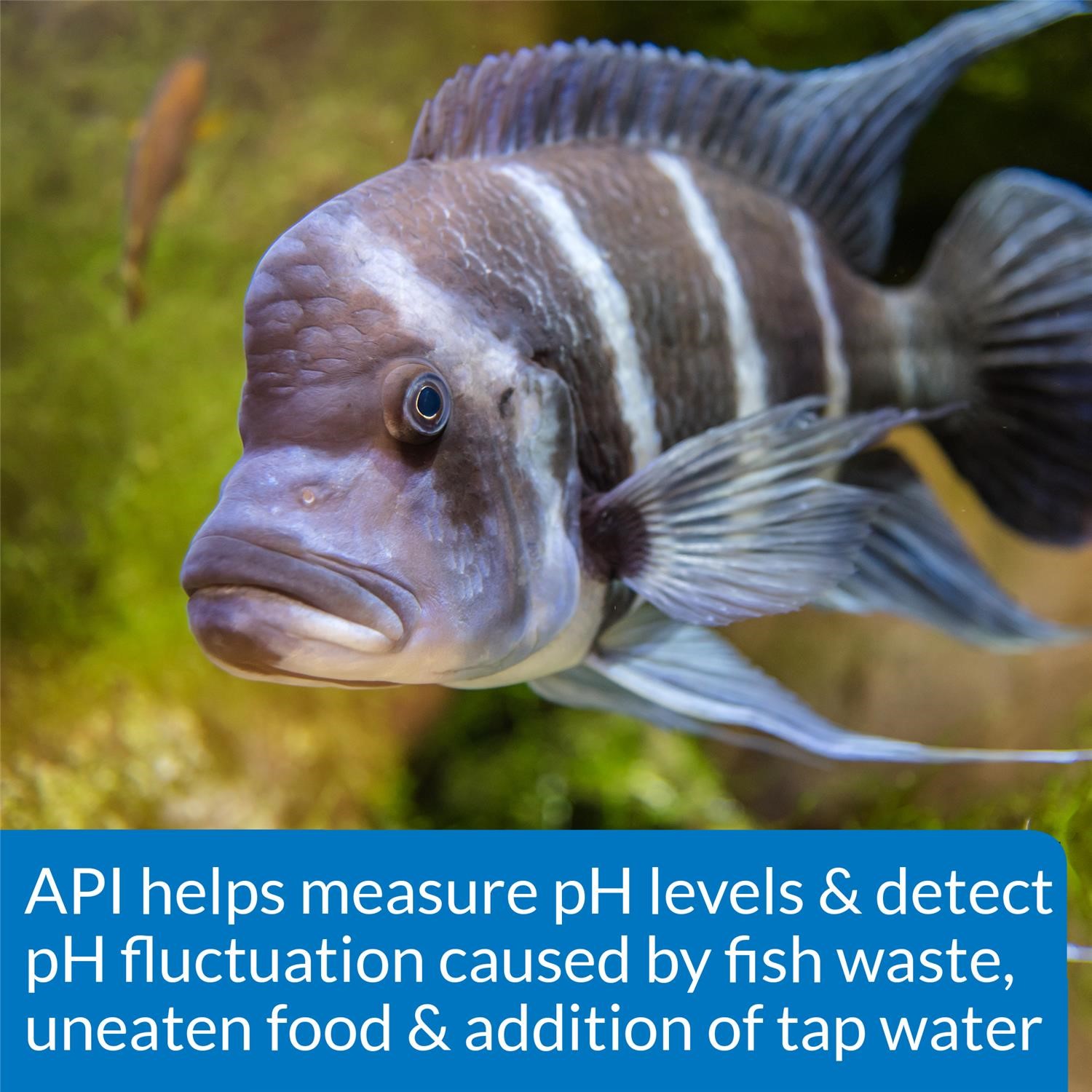 API Freshwaster And Saltwater Aquarium Test Kits - Picture 75 of 130
