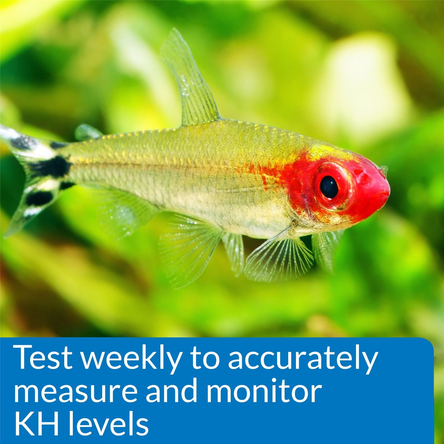 API Freshwaster And Saltwater Aquarium Test Kits - Picture 47 of 130