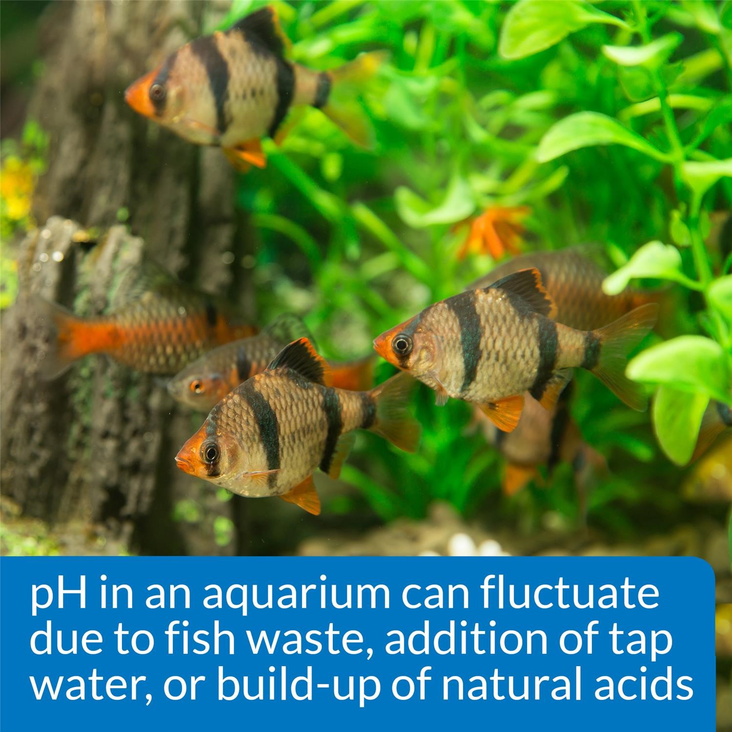 API Freshwaster And Saltwater Aquarium Test Kits - Picture 111 of 130