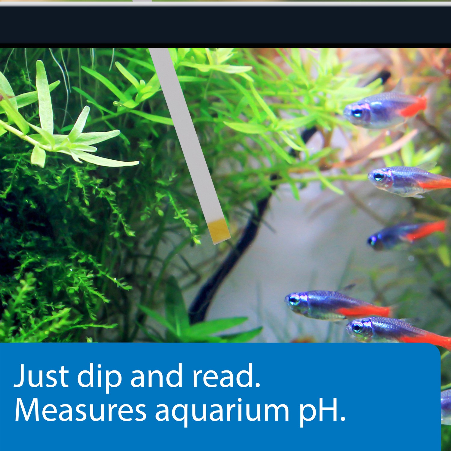 API Freshwaster And Saltwater Aquarium Test Kits - Picture 100 of 130