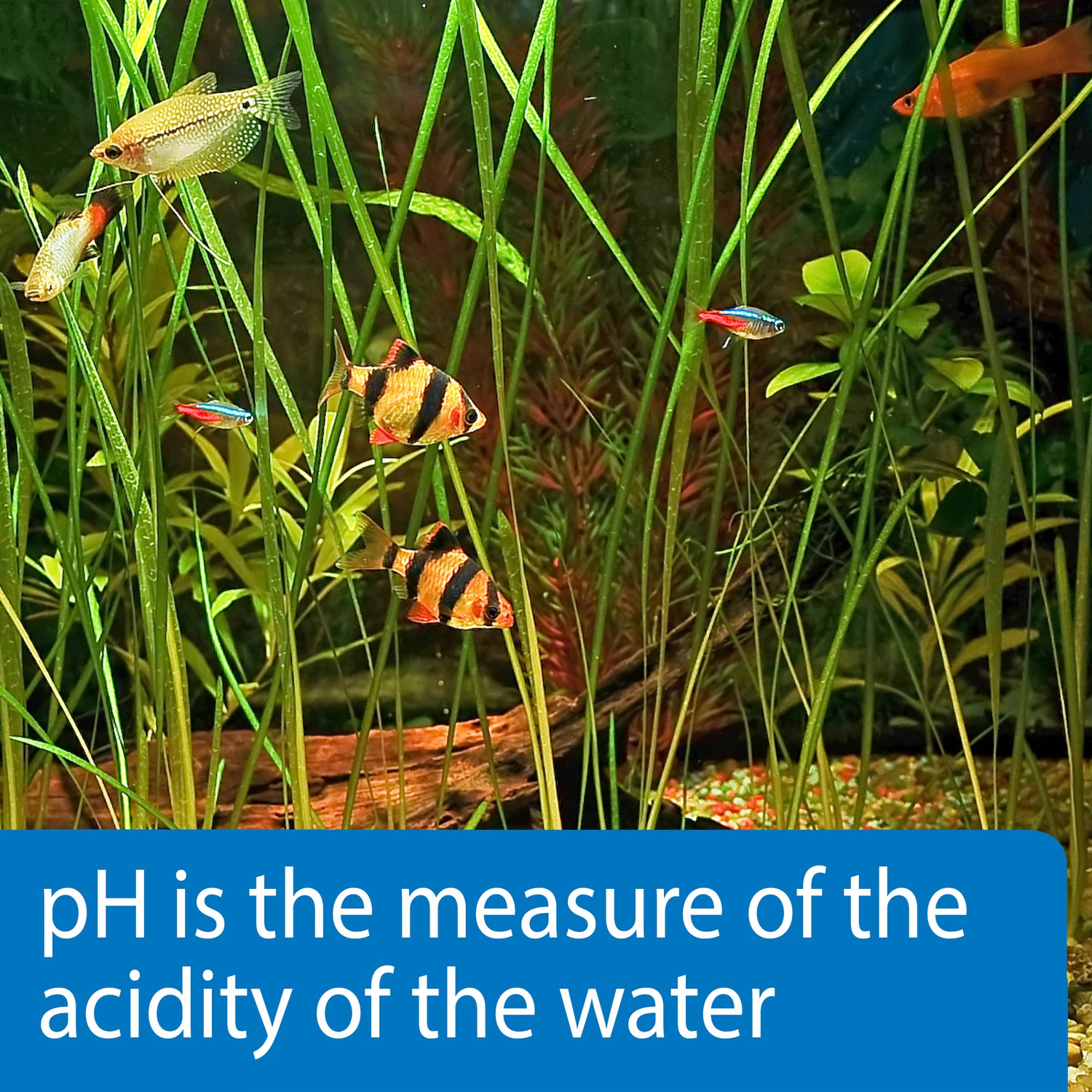 API Freshwaster And Saltwater Aquarium Test Kits - Picture 102 of 130