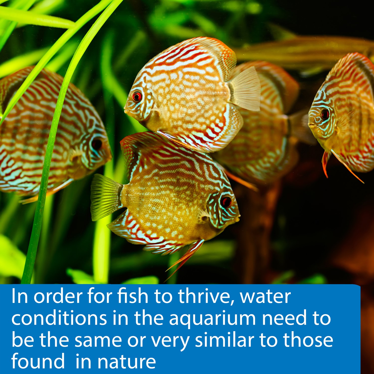 API Freshwaster And Saltwater Aquarium Test Kits - Picture 103 of 130