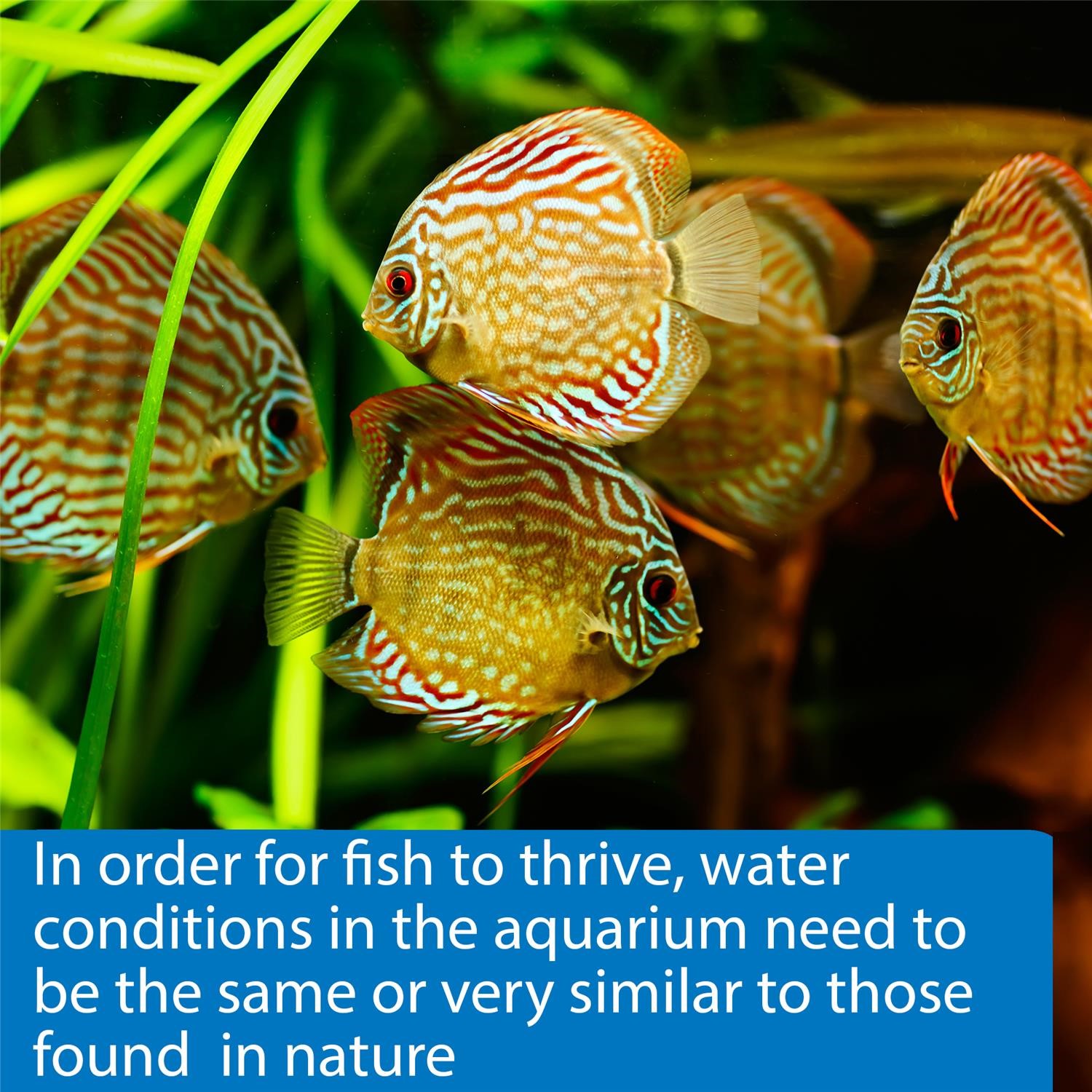 API Freshwaster And Saltwater Aquarium Test Kits - Picture 21 of 130