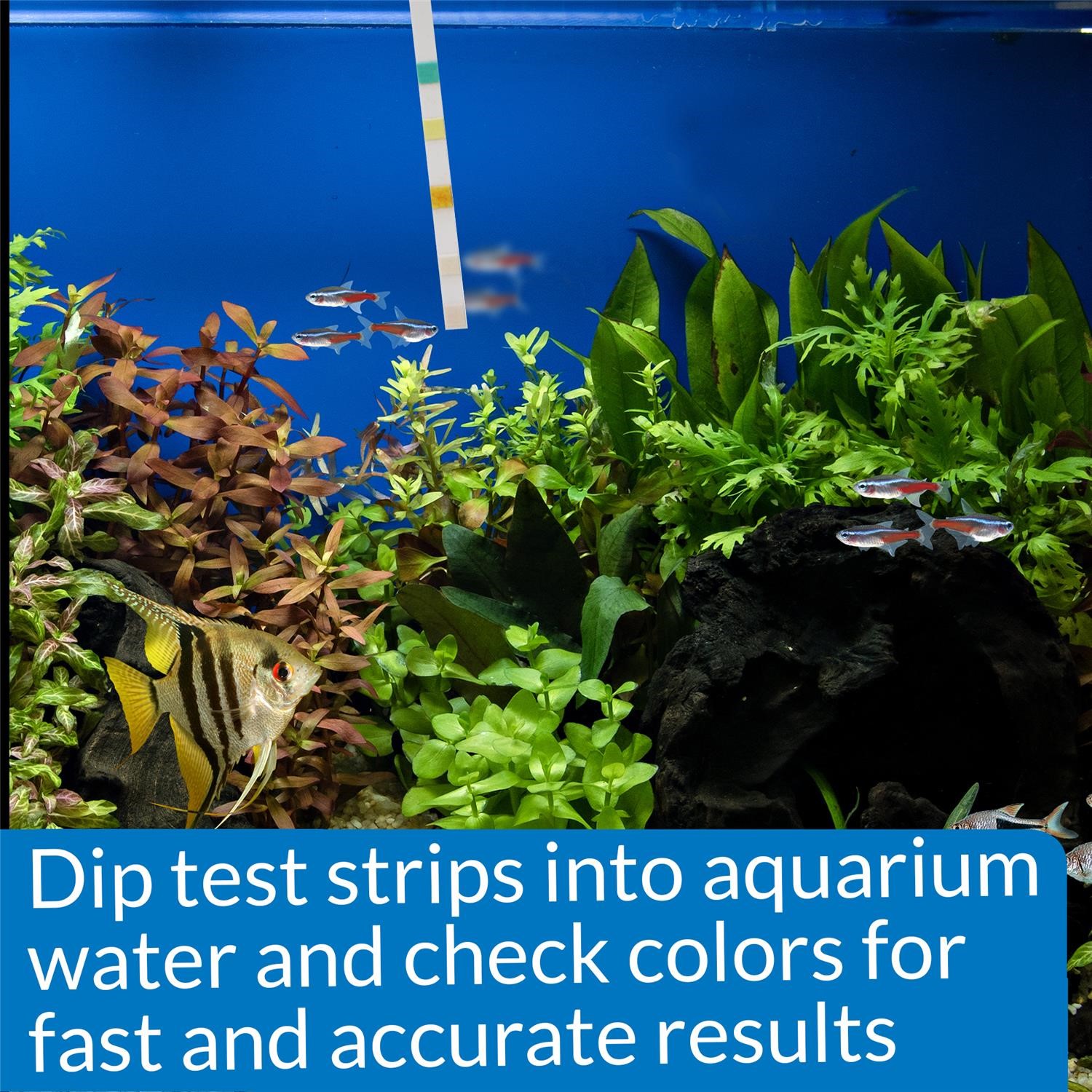 API Freshwaster And Saltwater Aquarium Test Kits - Picture 22 of 130