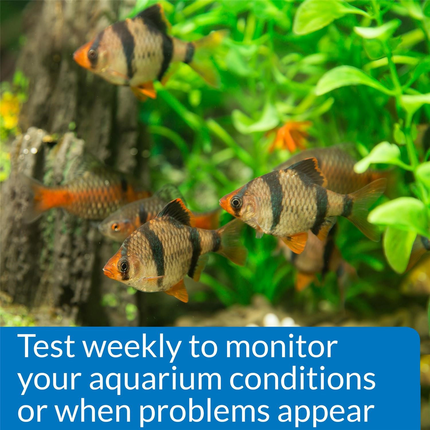 API Freshwaster And Saltwater Aquarium Test Kits - Picture 116 of 130