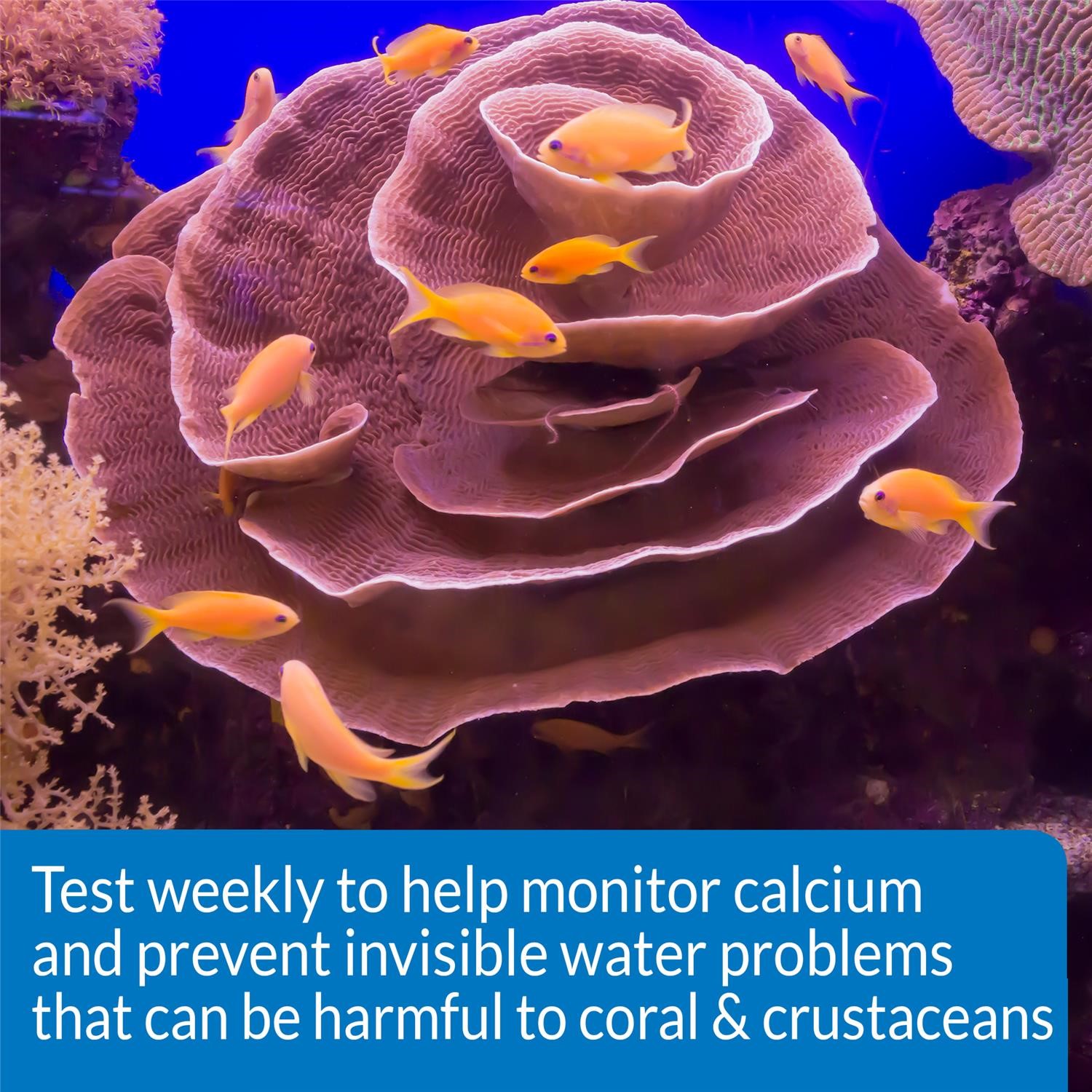 API Freshwaster And Saltwater Aquarium Test Kits - Picture 41 of 130