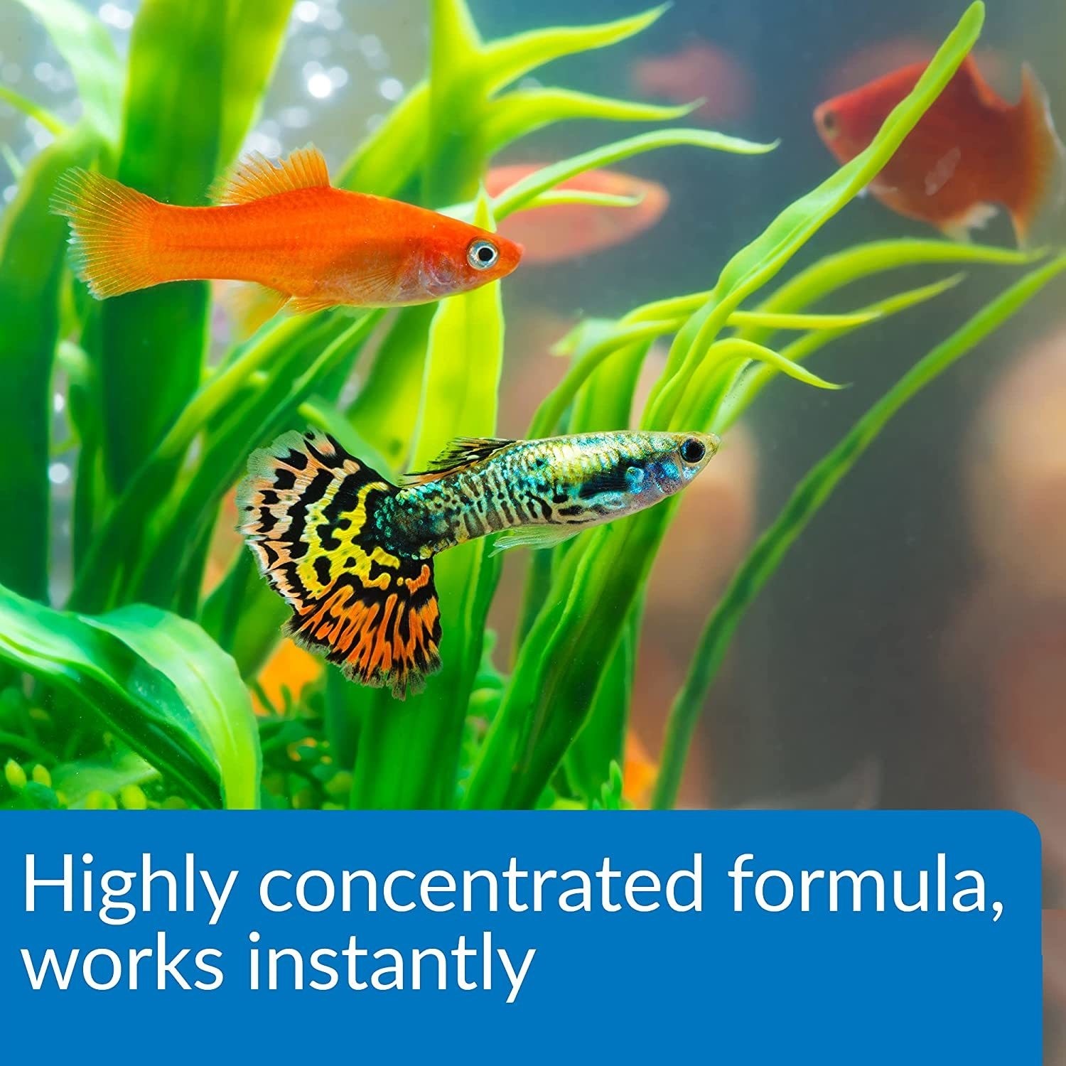 API Aqua Essential All in One Concentrated Aquarium Water Conditioner - Picture 15 of 23