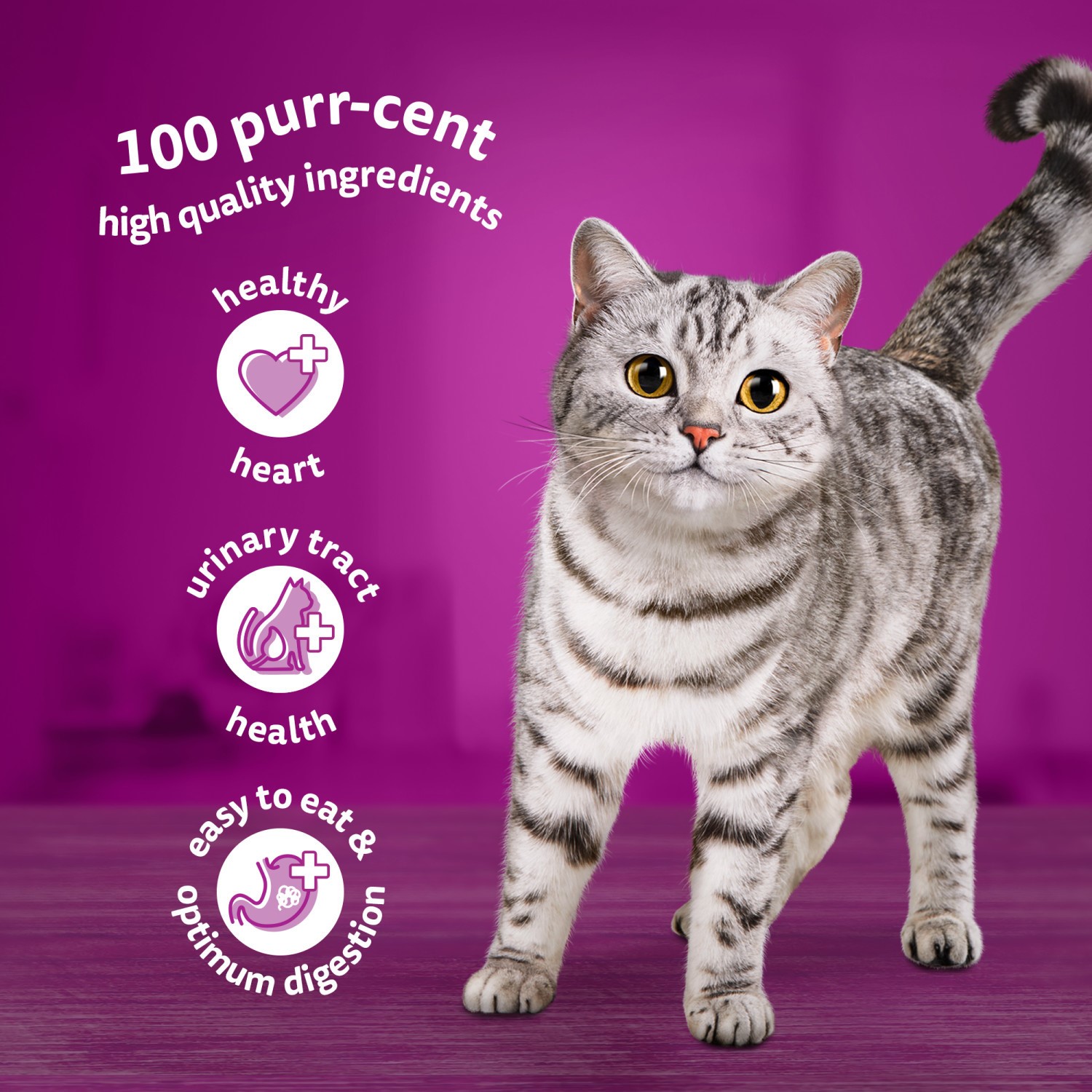 144 x 85g Whiskas 11+ Fish Favourites Mixed Senior Wet Cat Food Pouches in Jelly