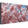 Sharp PNV601 60 Inch LED Display